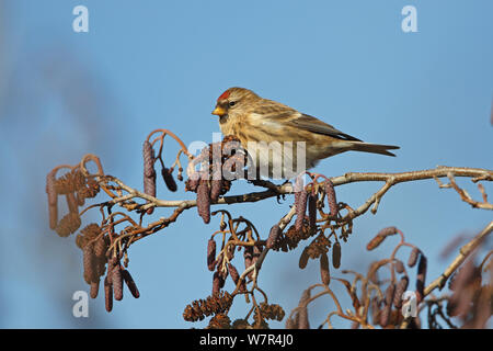 Weibliche weniger Redpoll (Carduelis flammea Cabaret) auf Erle (Alnus glutinosa) Palmkätzchen im Winter, North Wales, UK, Januar Stockfoto