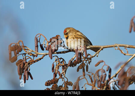 Weibliche weniger Redpoll (Carduelis flammea Cabaret) auf Erle (Alnus glutinosa) Palmkätzchen im Winter, North Wales, UK, Januar Stockfoto
