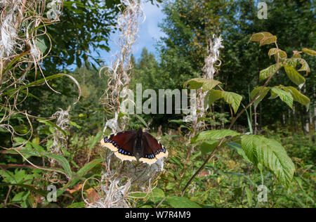 Camberwell Beauty (Nymphalis antiopa) auf Rosebay Weidenröschen (Chamerion angustifolium), September Stockfoto