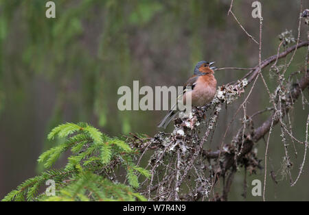 Gemeinsame Buchfink (Fringilla coelebs) männlichen Gesang, Finnland, Juni Stockfoto