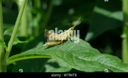 Große gold Grasshopper (Chrysochraon dispar) Finnland, Juli Stockfoto