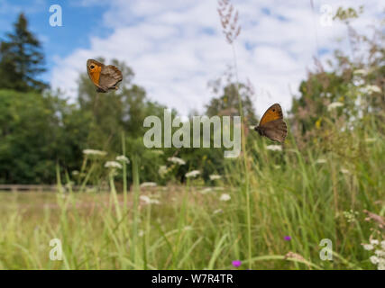 Wiese Braun butterfly (Pyrausta aurata) männlich weiblich Jagen, Finnland, Juli Stockfoto