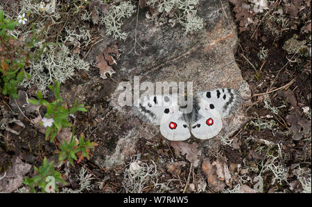 Mountain Apollo (clossiana Apollo) männlichen auf Fels, Finnland ruht, Juli Stockfoto