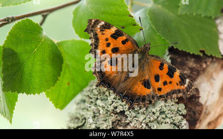 Knappe Fuchs (Nymphalis xanthomelas) ruht auf Flechten, Finnland, Juli Stockfoto