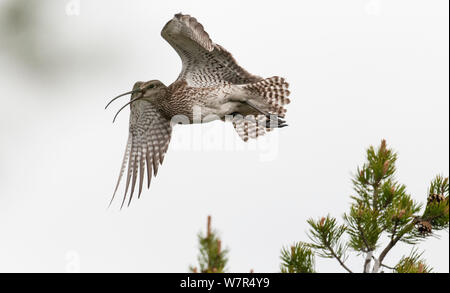 Regenbrachvogel (Numenius phaeopus) Erwachsene im Flug und Berufung, Finnland, Juni Stockfoto