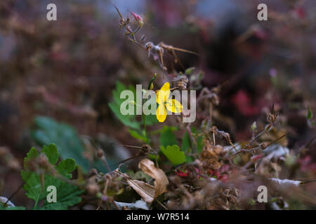 Chaos in der Natur Stockfoto