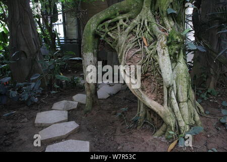 Ein jahrtausend Baum mit einer Höhe von mehr als 20 Metern ist auf dem Bild Nanshan botanischen Garten in Chongqing, China, 5. Juni 2017. Ein Jahrtausend tr Stockfoto