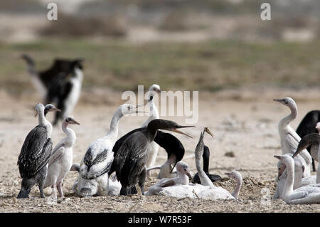 Sokotra Kormoran (Phalacrocorax nigrogularis) Erwachsene und flügge in der Kolonie. Saudi-arabien, den Arabischen Golf. Stockfoto