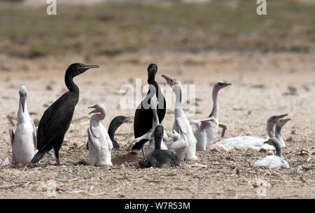 Sokotra Kormoran (Phalacrocorax nigrogularis) Erwachsene und flügge in der Kolonie. Saudi-arabien - Arabischen Golf. Stockfoto