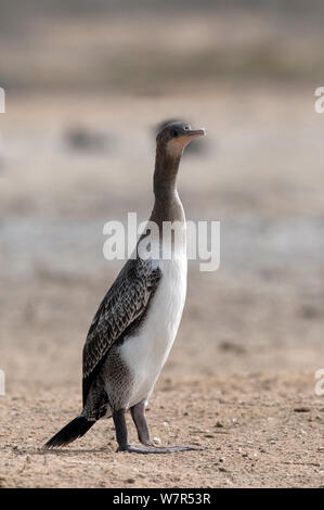 Sokotra Kormoran (Phalacrocorax nigrogularis) Jungen in der Kolonie. Saudi-arabien - Arabischen Golf. Stockfoto