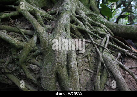 Ein jahrtausend Baum mit einer Höhe von mehr als 20 Metern ist auf dem Bild Nanshan botanischen Garten in Chongqing, China, 5. Juni 2017. Ein Jahrtausend tr Stockfoto