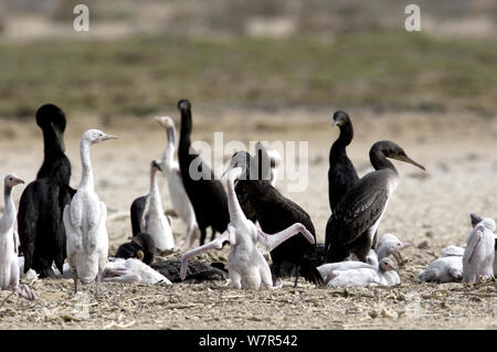 Sokotra Kormoran (Phalacrocorax nigrogularis) Erwachsene Fütterung der Jungen in der Kolonie. Saudi-arabien - Arabischen Golf. Stockfoto