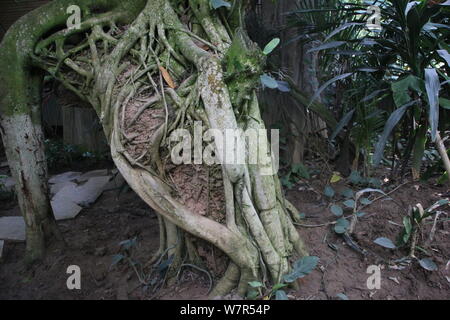 Ein jahrtausend Baum mit einer Höhe von mehr als 20 Metern ist auf dem Bild Nanshan botanischen Garten in Chongqing, China, 5. Juni 2017. Ein Jahrtausend tr Stockfoto