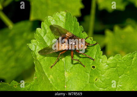 Tachinid fliegen (Tachina fera) Lewisham, London, Stockfoto