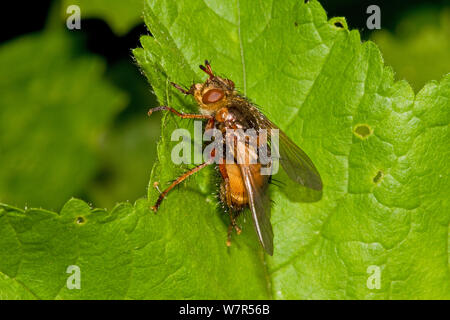 Tachinid fliegen (Tachina fera) Lewisham, London, Stockfoto