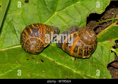 Garten Schnecken Paarung (Helix aspersa) Lewisham, London, Mai Stockfoto