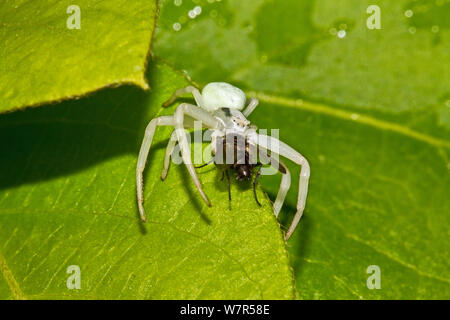 Crab Spider (Misumena vatia) Frau in weißen Form, verbraucht eine Fliege, Lewisham, London, Juli Stockfoto