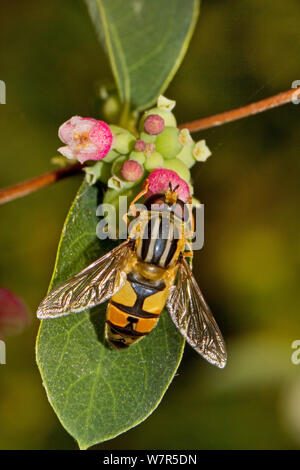 Hoverfly (Helophilus trivittatus) Fütterung auf snowberry Lewisham, London, September Stockfoto