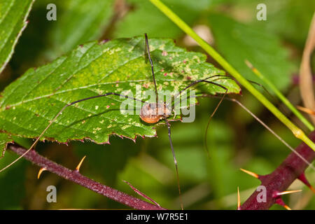 Gemeinsame Schnitter (Phalangium opilio) am Dornbusch Lewisham, London, September Stockfoto