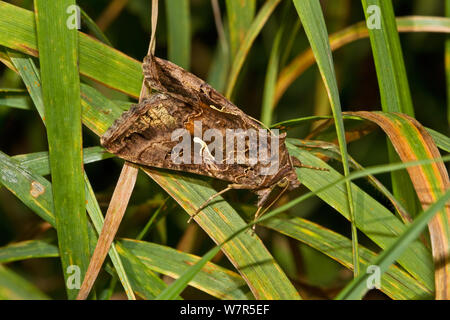 Silber Y Motte (autographa Gamma) im langen Gras Lewisham, London ruht, September Stockfoto