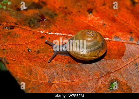 Girdled Schnecke (Hygromia cinctella) Lewisham, London, September Stockfoto