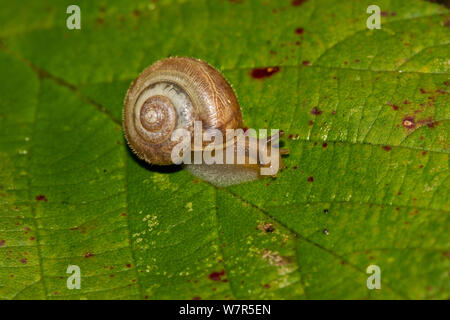 Junge Erdbeere Schnecke (Trichia striolata) Lewisham, London, Oktober Stockfoto