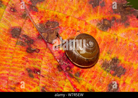 Schnecke (Hygromia cinctella) auf Herbst Blatt Lewisham, London, Oktober Stockfoto