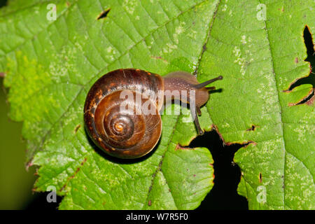 Girdled Schnecke (Hygromia cinctella) Lewisham, London, Oktober Stockfoto