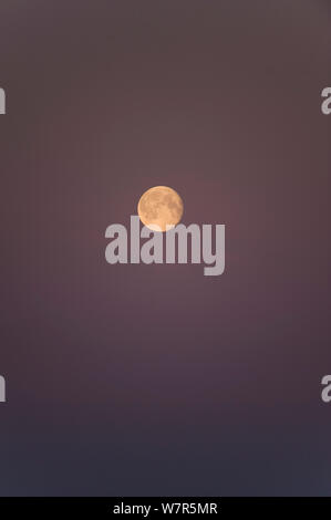 Vollmond in der Arktis über der Beaufortsee Stockfoto