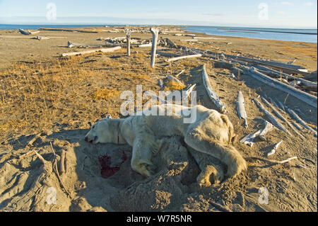Eisbär (Ursus maritimus) verstorbenen männlichen entlang einer Barrier Island im Herbst gefunden, Beaufort Meer, aus der 1002 der Arctic National Wildlife Refuge, Nordhang, Alaska. Der Bär war dünn und Wahrscheinlich starben an Hunger. Stockfoto