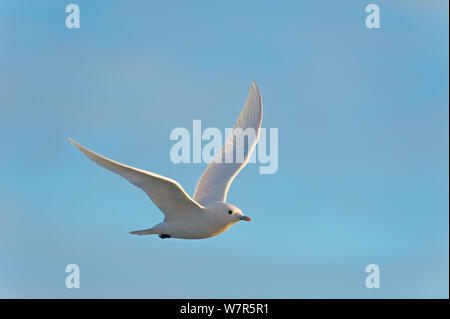 Elfenbein Möwe (Pagophilia Eburnea) Erwachsene im Flug, Beaufort Meer, aus der 1002 der Arctic National Wildlife Refuge, Nordhang, Alaska Stockfoto