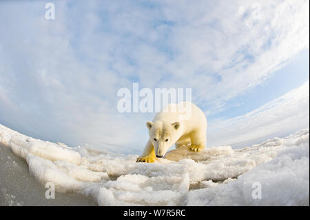 Eisbär (Ursus maritimus) 4-5 Jahre alte Kamera nähert sich neugierig, auf pack-Eis 1002 Bereich des Arctic National Wildlife Refuge, Nordhang der Brooks Range, Alaska, Beaufort Meer, Herbst Stockfoto