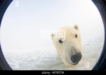 Eisbär (Ursus maritimus) neugieriger Jährling ergibt sich aus neu bildenden Packeis im Herbst freeze, Beaufort Meer, aus der 1002 der Arctic National Wildlife Refuge, Nordhang, Alaska. Durch Weitwinkelobjektiv mit Kamera Gehäuse gesehen. Stockfoto