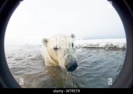 Eisbär (Ursus maritimus) neugieriger Jährling ergibt sich aus neu bildenden Packeis im Herbst freeze, Beaufort Meer, aus der 1002 der Arctic National Wildlife Refuge, Nordhang, Alaska. Durch Weitwinkelobjektiv mit Kamera Gehäuse gesehen. Stockfoto