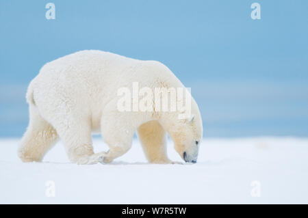 Eisbär (Ursus maritimus) subadult Spaziergänge entlang Bernard Spit, einem Barrier Island, im Herbst kommen, 1002 Bereich des Arctic National Wildlife Refuge, Alaska. Stockfoto