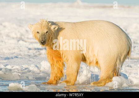 Eisbär (Ursus maritimus) subadult auf Neu gebildete Packeis im Herbst eingefroren; aus der 1002 Bereich der Arctic National Wildlife Refuge; Alaska. Stockfoto