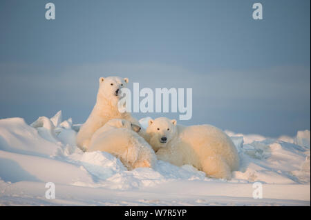 Eisbär (Ursus maritimus) sow Krankenpflege ihre Kinder Jungen auf dem neu gefroren Packeis, Beaufort Meer, aus der 1002 der Arctic National Wildlife Refuge, Nordhang, Alaska Stockfoto