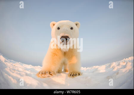 Eisbär (Ursus maritimus) neugierige junge Mann auf der neu gefroren Packeis, Beaufort Meer, aus der 1002 der Arctic National Wildlife Refuge, Nordhang, Alaska Stockfoto