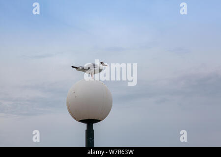 Möwe auf der Straßenlaterne auf der Heringsdorfer Seebrücke. Die Seebrücke von Heringsdorf liegt, mit einer Länge von 508 Meter; in Th Stockfoto