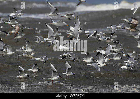 Weniger Schwarz-gesichert (Larus fuscus), Hering (Larus argentatus) schwarze Leitung (Chroicocephalus ridibundus) und Gemeinsame Möwen (Larus canus) Fliegen über der Brandung, Norfolk, UK, März Stockfoto