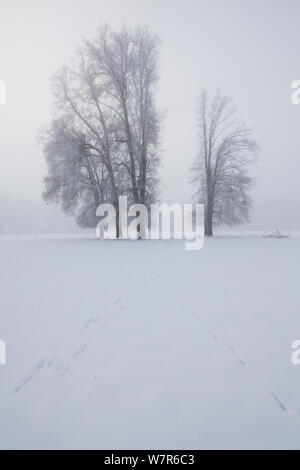 Spuren von einem Hasen Spuren im Schnee, mit Buche (Fagus sp) im Hintergrund, Picardie, Frankreich, Januar Stockfoto