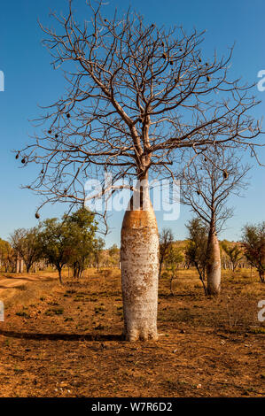 Boab Bäume (Adansonia gregorii) im Outback, Old Halls Creek, Parry Creek Farm Wyndham, Western Australia Stockfoto