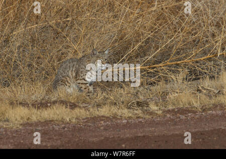 Wild Rotluchs (Lynx rufus) neben einem bewässerungskanal in Bosque Del Apache, New Mexico, USA sitzen, Stockfoto