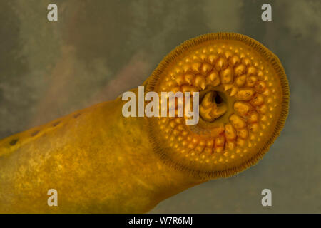 Meerneunauge (Petromyzon marinus) Nahaufnahme von mündlichen Disc, von Cayuga Lake, New York, in einem Aquarium genommen Stockfoto