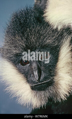 Männliche nördlichen Weißen ist Gibbon (Nomascus leucogenys) Teil der weiblichen sichtbar oben rechts, Northern Vietnam Crested. Kritisch gefährdet. Captive Stockfoto