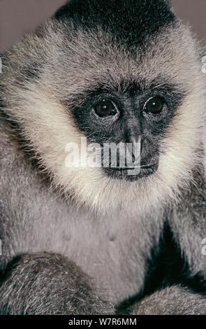 Junge weibliche nördlichen Weißen ist Crested Gibbon (Nomascus leucogenys) Northern Vietnam. Kritisch gefährdet. Captive Stockfoto