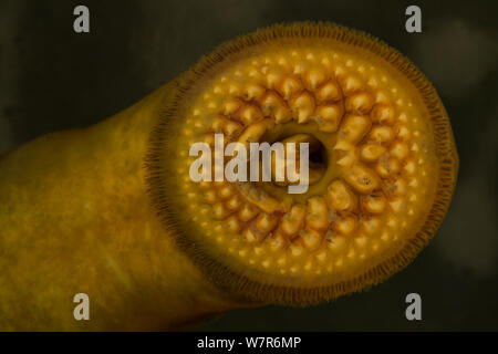 Meerneunauge (Petromyzon marinus) Nahaufnahme von mündlichen Disc, von Cayuga Lake, New York, in einem Aquarium genommen Stockfoto