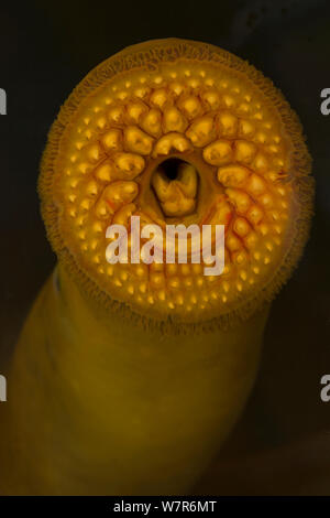 Meerneunauge (Petromyzon marinus) Nahaufnahme von mündlichen Disc, von Cayuga Lake, New York, in einem Aquarium genommen Stockfoto