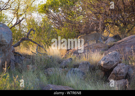 Leopard (Panthera pardus) zu Fuß entlang der felsigen Hang, Samburu National Reserve, Kenia Stockfoto