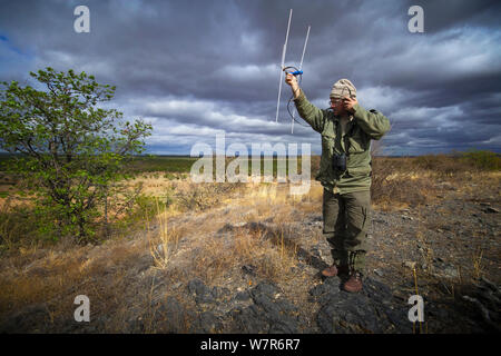 Ein Forscher für die bedrohte Tierwelt Vertrauen über Radio Telemetriegeräte Afrikanische Wildhunde (Lycaon pictus), Venetia Limpopo Naturschutzgebiet, Limpopo Provinz, Südafrika, Juli 2009. Model Released. Stockfoto